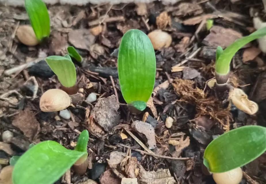 君子兰育苗根发芽的时间和条件是什么？