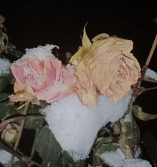 室内玫瑰花干枯是什么原因导致的？