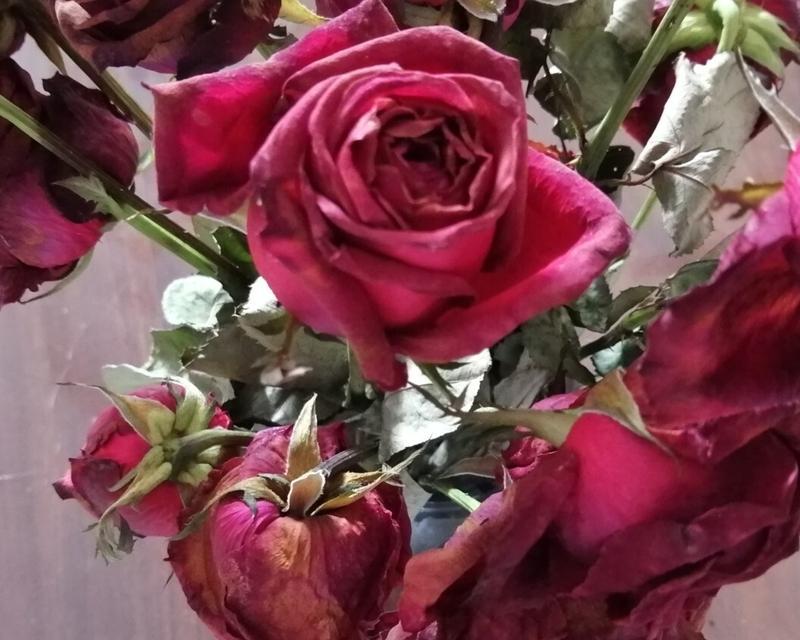 室内玫瑰花干枯是什么原因导致的？