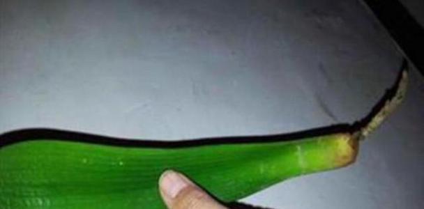 君子兰开花时使用大盆的处理方法？