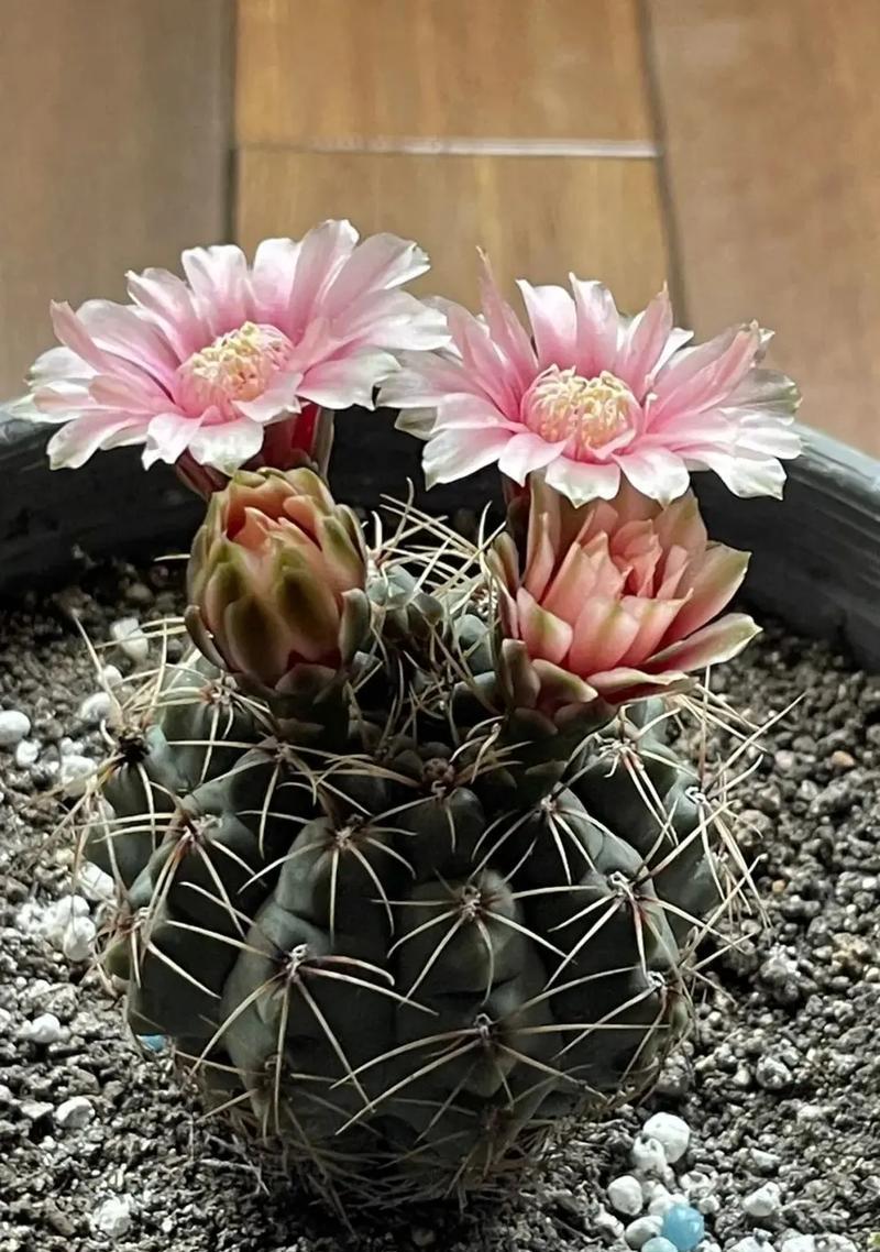世界上所有植物的花语是什么？每种植物花语的含义是什么？