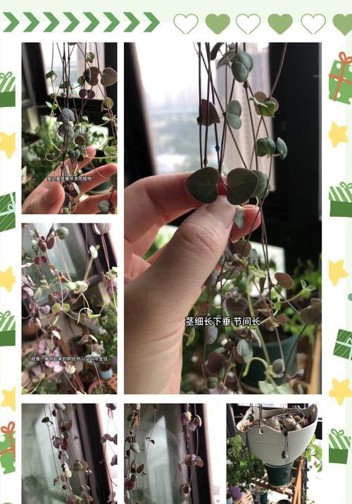 爱之蔓锦的寓意和花语是什么？爱之蔓锦代表了什么？