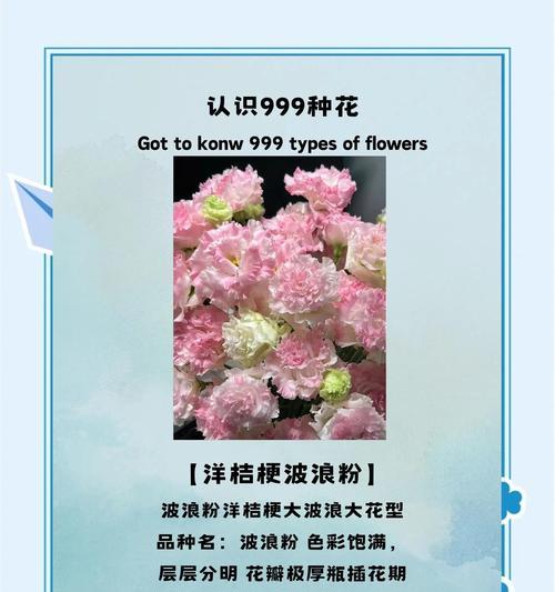 粉色玫瑰和洋桔梗花语是什么？这两种花各自代表什么？
