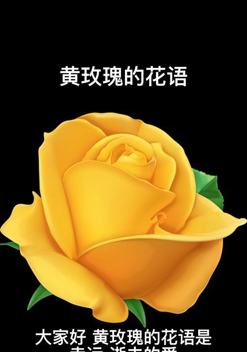十九朵黄玫瑰的花语含义是什么？