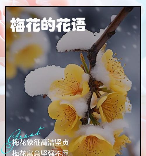 梅花的花语和象征意义是什么？