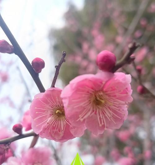 梅花的花语和象征意义是什么？