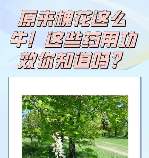 香花槐花语是什么意思？