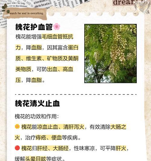 香花槐花语是什么意思？