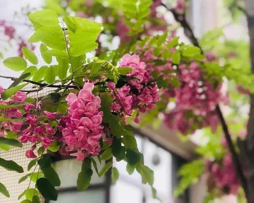 香花槐花语是什么意思？