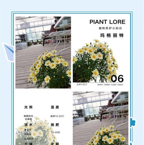 有什么花的花语是占卜？