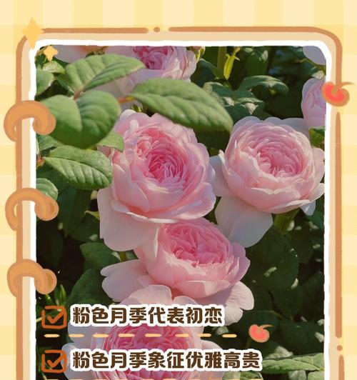 白月季花语的准确意思是什么？