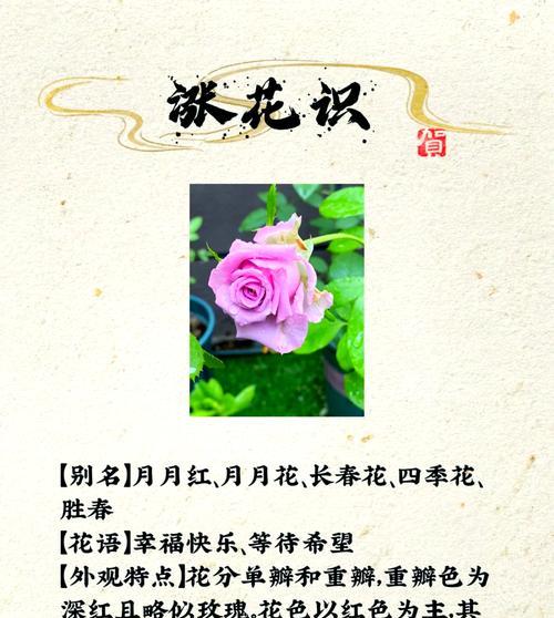 白月季花语的准确意思是什么？
