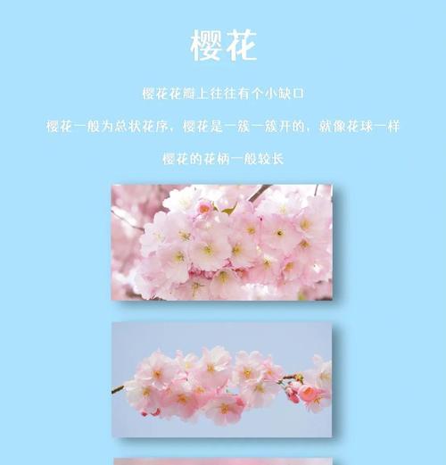 桃花与樱花的花语有何不同？桃花和樱花代表什么？