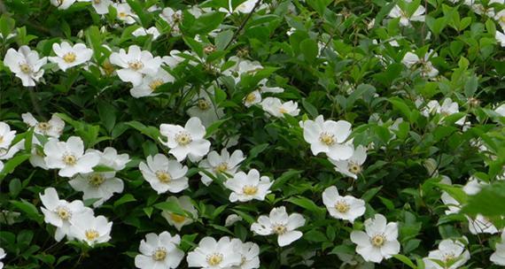 硕苞蔷薇的花语是什么意思？硕苞蔷薇代表什么？