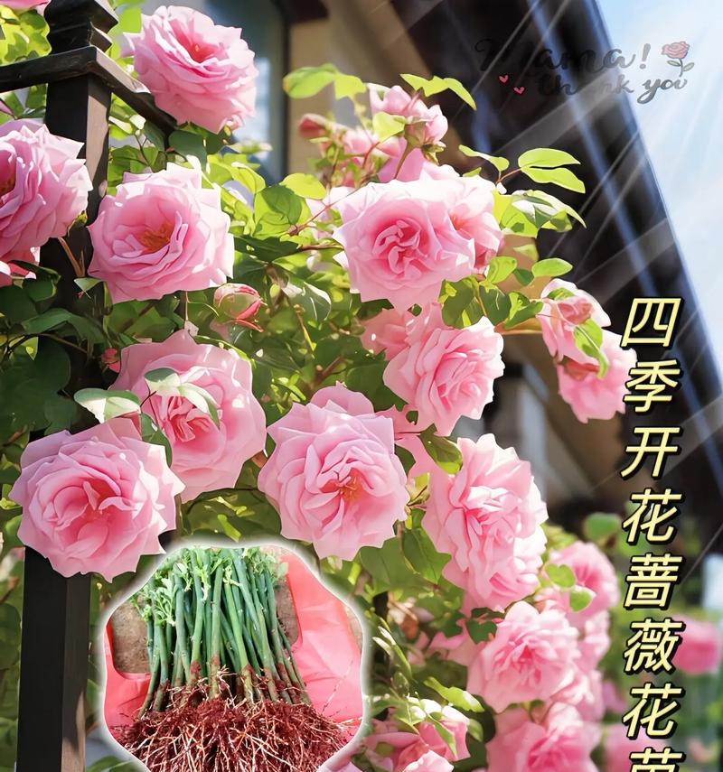 硕苞蔷薇的花语是什么意思？硕苞蔷薇代表什么？