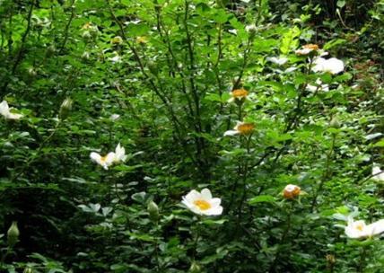 硕苞蔷薇的花语是什么意思？硕苞蔷薇代表什么？