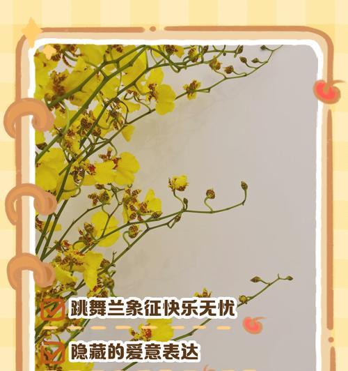跳舞兰的花语象征和寓意是什么？