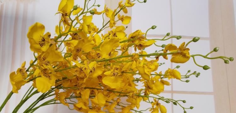 跳舞兰的花语象征和寓意是什么？