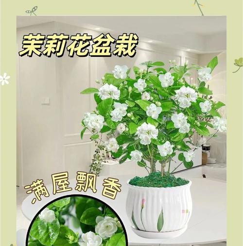 茉莉花在爱情中的花语是什么？