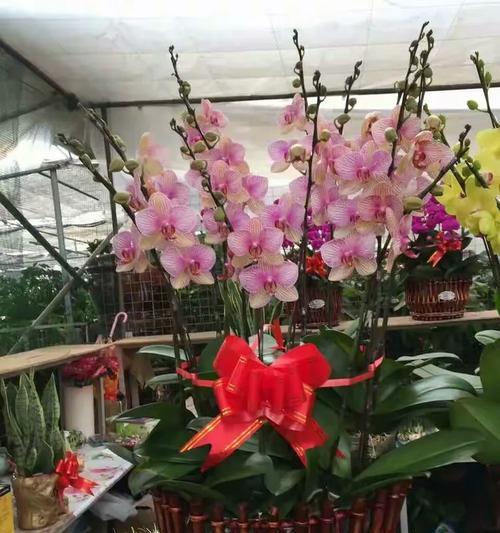 夏威夷竹子的花语是什么？它在花语中代表了什么？