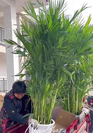 夏威夷竹子的花语是什么？它在花语中代表了什么？
