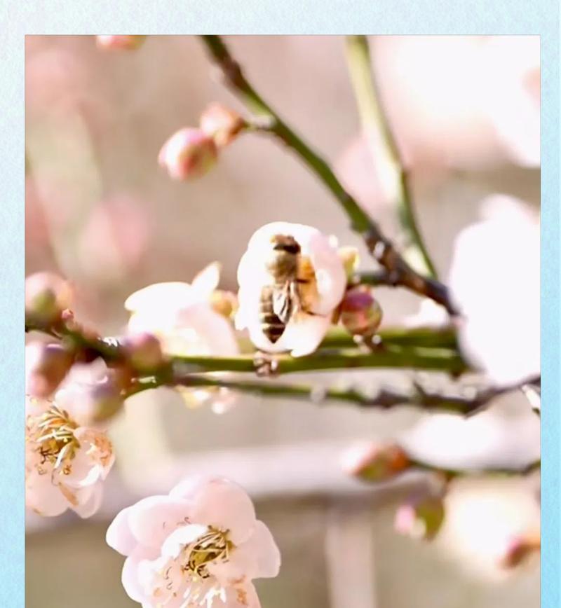 泉州的花语是什么？它在花语中代表了什么？
