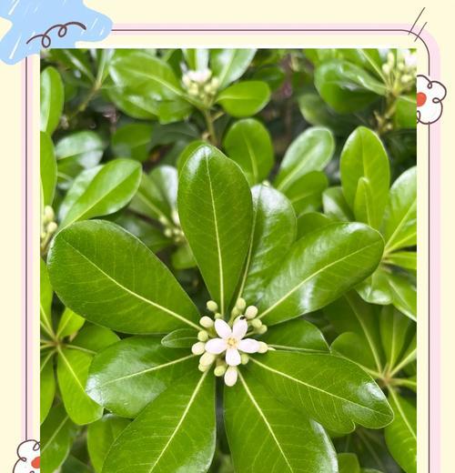 海桐花的花语是什么？它在花语中代表了什么？