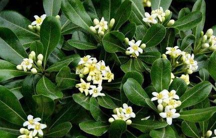 海桐花的花语是什么？它在花语中代表了什么？
