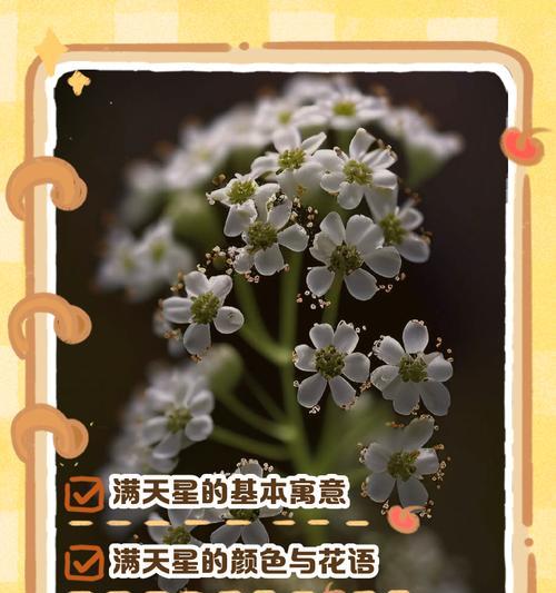 花葱的花语是什么？它在花语中代表了什么？