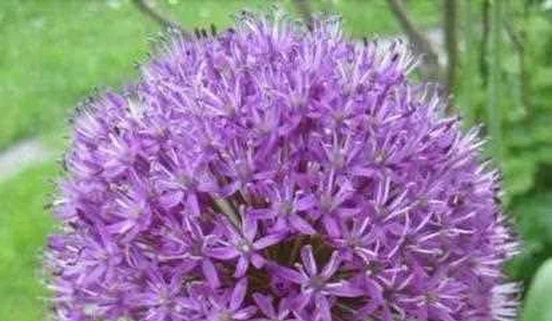 花葱的花语是什么？它在花语中代表了什么？