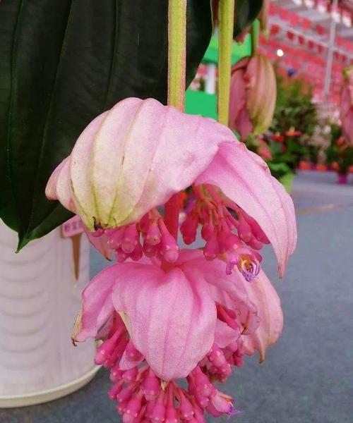 宝莲灯的寓意与花语是什么？它在花语中代表了什么？