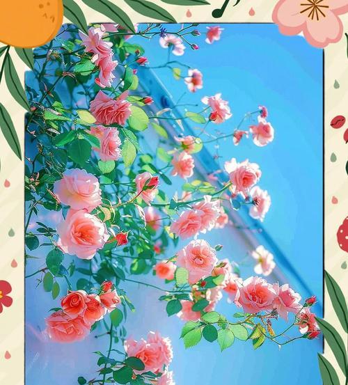 蔷薇数量不同的花语是什么？它们各自代表了什么？