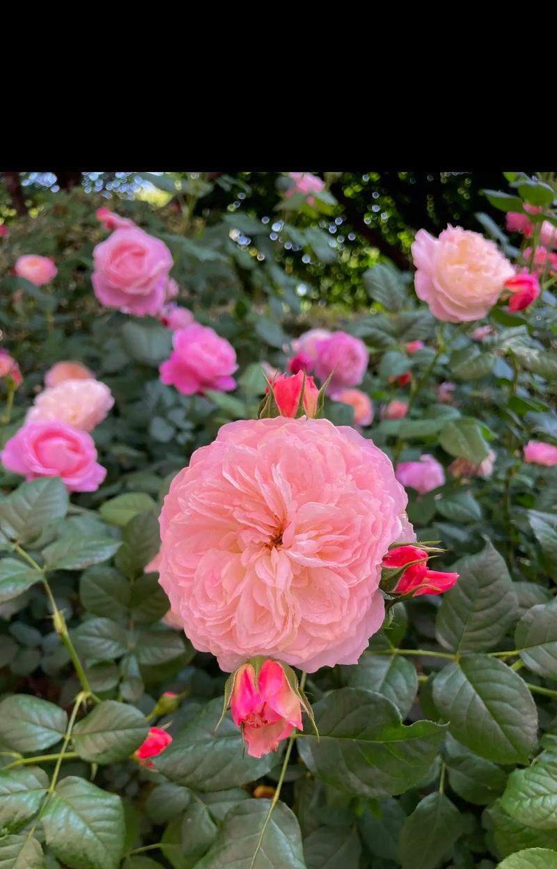 蔷薇数量不同的花语是什么？它们各自代表了什么？