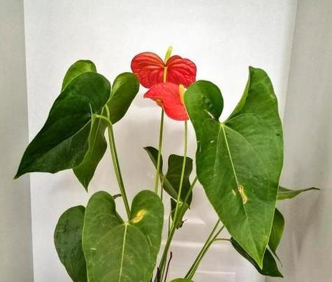 火鹤的花语是什么？它在花语中代表了什么？