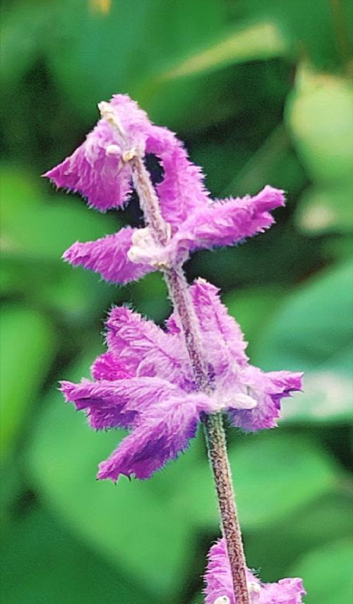 日本鼠尾草的花语是什么？它在花语中代表了什么？