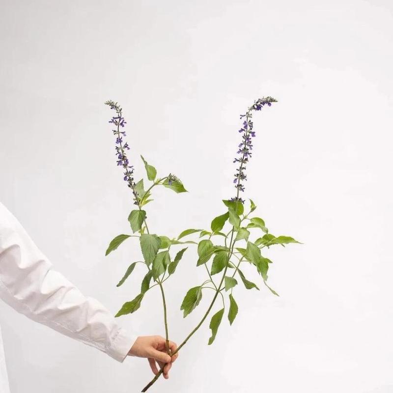 日本鼠尾草的花语是什么？它在花语中代表了什么？
