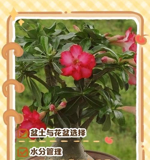 沙漠玫瑰的花语有哪些独特之处？
