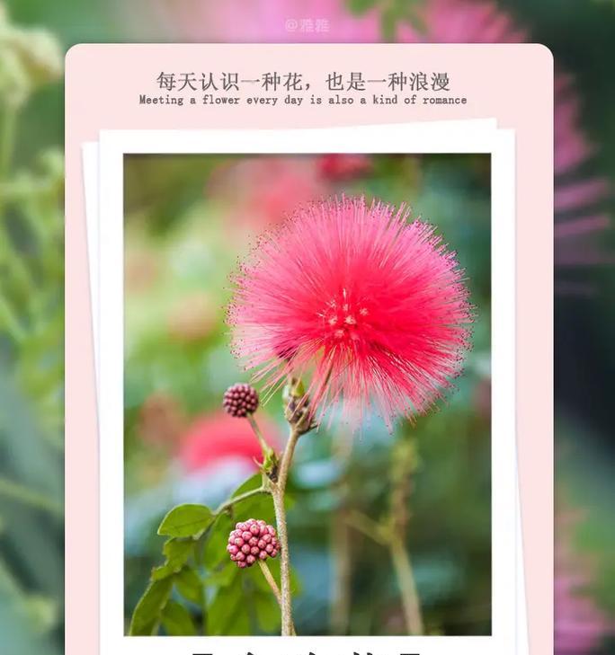 莪术花语的含义是什么？如何正确理解？