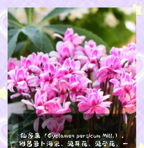 仙客来花种的花语是什么？它象征着什么？