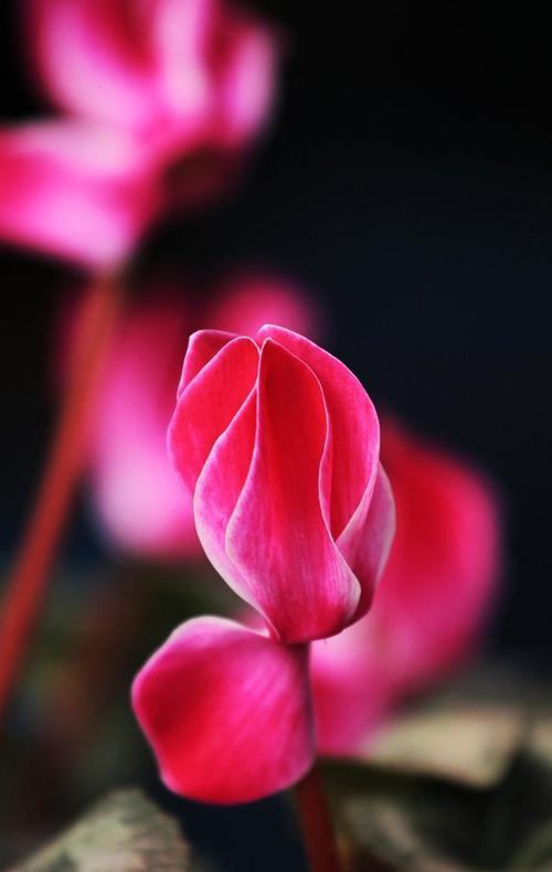 仙客来花种的花语是什么？它象征着什么？