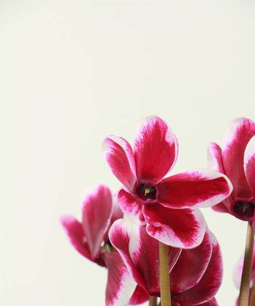 仙客来花种的花语是什么？它象征着什么？