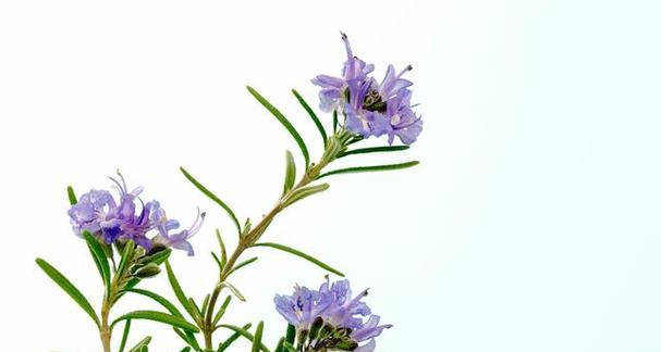 细叶迷迭香的花语是什么？它有哪些特别之处？