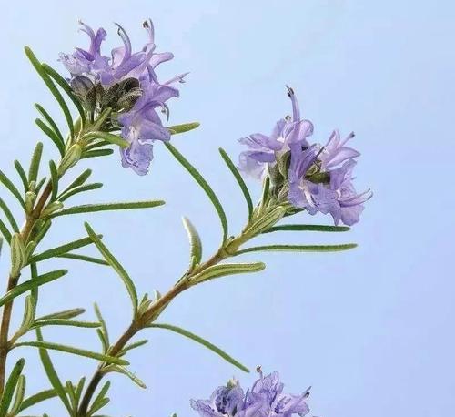 细叶迷迭香的花语是什么？它有哪些特别之处？