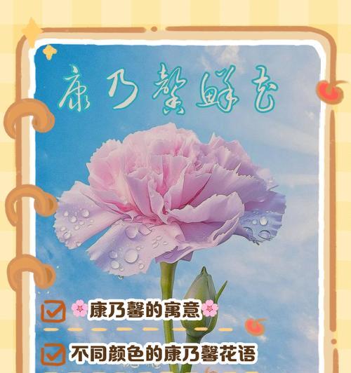 浅黄色康乃馨的花语是什么？它代表了什么？