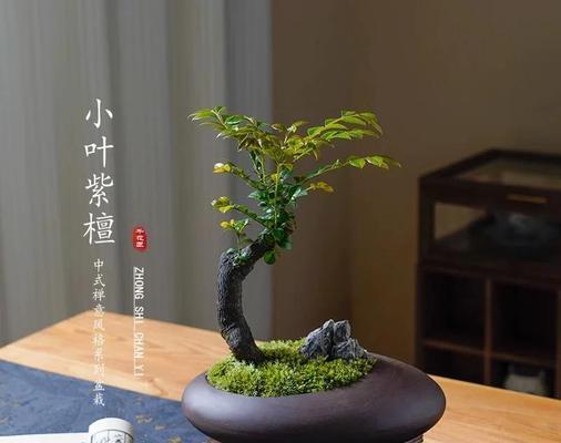 小叶紫檀的花语是什么？它有哪些寓意？