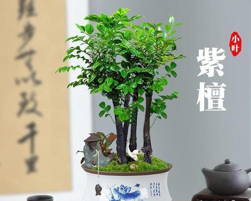 小叶紫檀的花语是什么？它有哪些寓意？