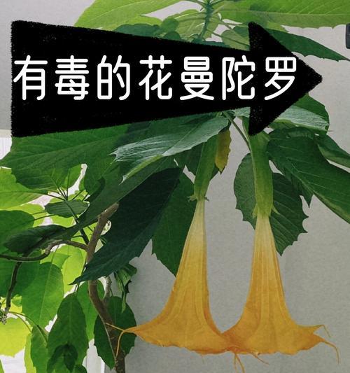 木本曼陀罗花的花语是什么？它有哪些象征意义？