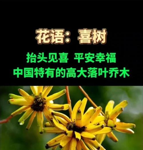 哪种花的花语是平安幸福？它的含义是什么？