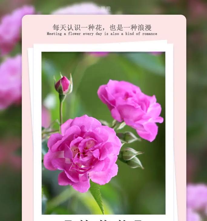 悲伤爱情的花语有哪些？悲伤爱情花语大全是什么？