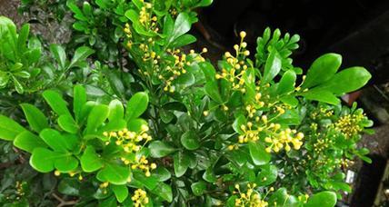 米兰的花语代表什么？米兰花语有哪些含义？